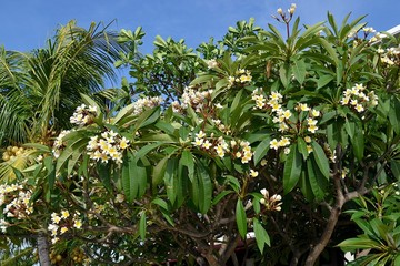 Tropical tree with flowers on background of blue sky. Indonesia