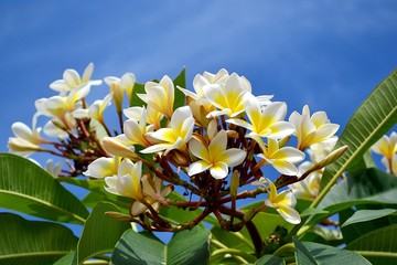 Yellow flowers on branch on blue sky background. Indonesia