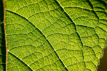 Naklejka na ściany i meble closeup of a green plant leaf