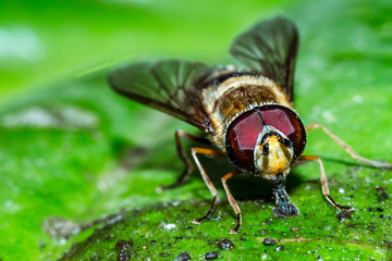 House Fly close up
