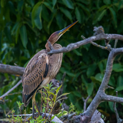 Fototapeta premium Wildlife photot - Red heron pursuing and hunting on swamp in Danube habitat, Slovakia, Europe