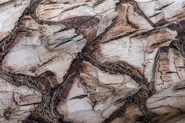 texture of palm trees