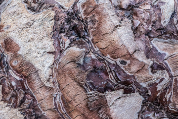 texture of palm trees