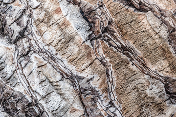 texture of palm trees