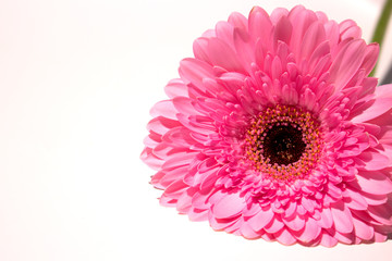 Gerber. Beautiful pink flower. Summer plant. Macro.