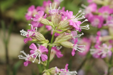"Chuntien Campion" flowers (or Catchfly, Chuntien-Leimkraut) in St. Gallen, Switzerland. Its Latin name is Silene Chungtienensis (Syn Melandrium Chungtienense), native to Yunnan in China.