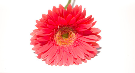 Gerber. Beautiful pink flower. Summer plant. Macro.