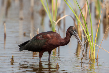 Glossy ibis (Plegadis falcinellus), Florida, United States