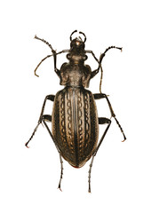 Granulated Ground Beetle on white Background  -  Carabus granulatus (Linnaeus, 1758)