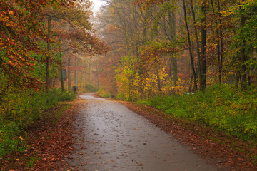 Narrow street on a rainy autumn day in the Tricity Landscape Park, Gdansk, Poland