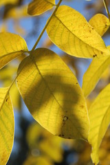 Blatt im Himmel