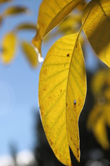 Blatt im Himmel