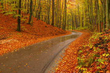Obraz premium Narrow street on a rainy autumn day in the Tricity Landscape Park, Gdansk, Poland