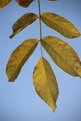 Blatt im Himmel