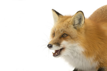 Red fox (Vulpes vulpes) isolated on a white background closeup in winter snow in Algonquin Park, Canada