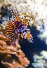 Colorful tropical fish under water