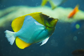 Colorful tropical fish under water