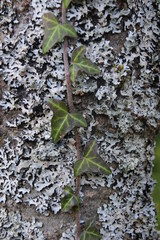 Efeu am Baum