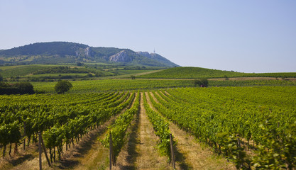 Fototapeta na wymiar Big vineyard at a foot of Tatra mountains, Slovakia