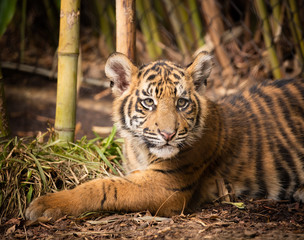 Four month old Sumatran Tiger Cub in the bamboo