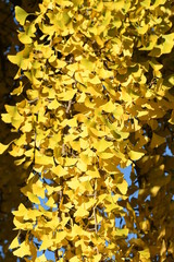 Close up of Ginkgo Biloba yellow leaves on tree during Autumn season, in a park in Florence. Italy