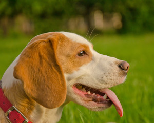 Portrait of a happy beagle puppy against the background of green grass