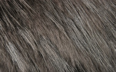 surface and structure of fur