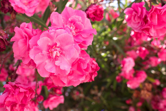 Bush. Beautiful pink flowers. Mediterranean tropical plant. © Ekaterina