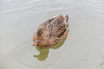 Ente schwimmt im Wasser