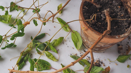 Diseases of plants. Limp leaves, rotting of the root system. Fuchsia.
