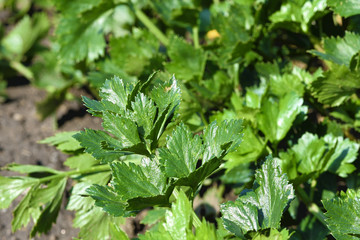 Close-up view of celery leaves on a flower bed in garden