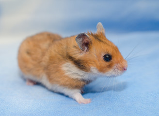 Cute tiny Syrian hamster on a bright blue background