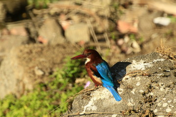 White Busted KingFisher Rajasthan India