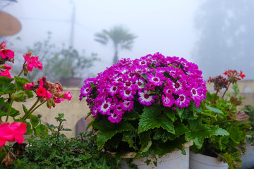 Delosperma lydenburgense, Mesembryanthemum crystallinum