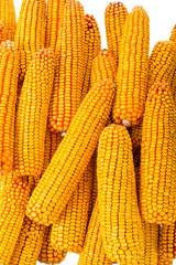 dried corn for sowing