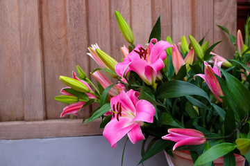 Beautiful bouquet of fresh pink lilies