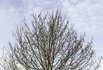 Last Leaves Of Autumn / An image of the last few autumn leaves desperately clinging to a Sycamore tree.