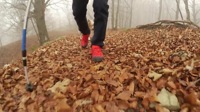 Escursionista solitario nei boschi in autunno