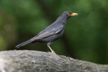Common blackbird