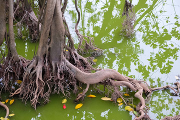 Root of Mangrove tree in mangrove forest