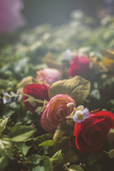a close up of red and pink roses and green leaves on the ground.
