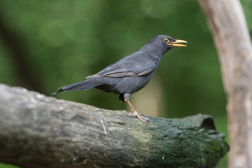 Common blackbird