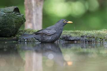 Common blackbird