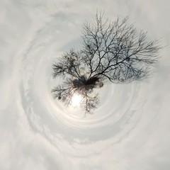 Drzewo. Abstrakcja © michalsen