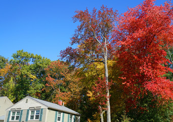 residential house in New England town with bright autumn color in sunny day