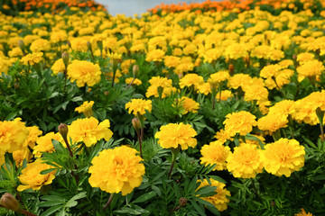 Marigolds Flower Field