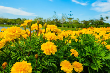 Marigolds flower and blue sky (Mexican marigold, Aztec marigold, African marigold)