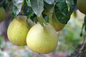 Grapefruit on the tree branch in harvest season