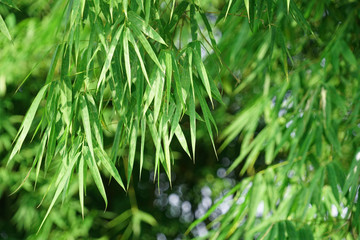 Close up on green leaves of bamboo forest