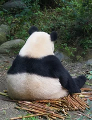 Wall murals Panda Back of giant panda sitting outdoor eating bamboo shoot